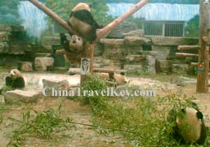Beijing Zoo