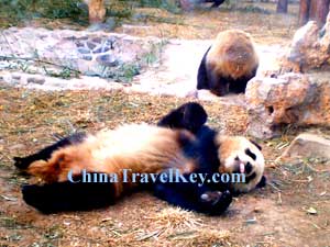 Beijing Zoo