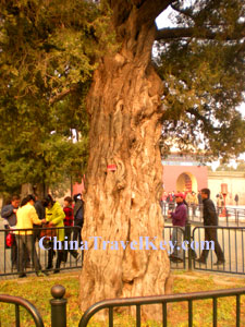 Temple of Heaven Tour