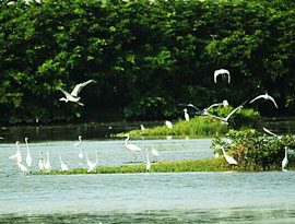 Nansha Wetlands Park