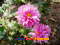 photo of jinan-botanical-garden