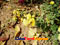 photo of jinan-botanical-garden