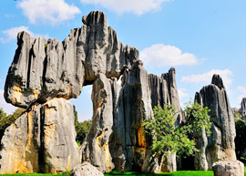 Stone Forest