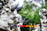 Lion Grove Garden