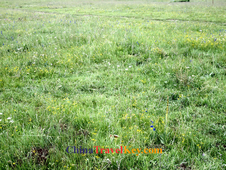 photo of xiahe sangke grassland